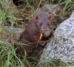 Mink Along the&nbsp;Marsh