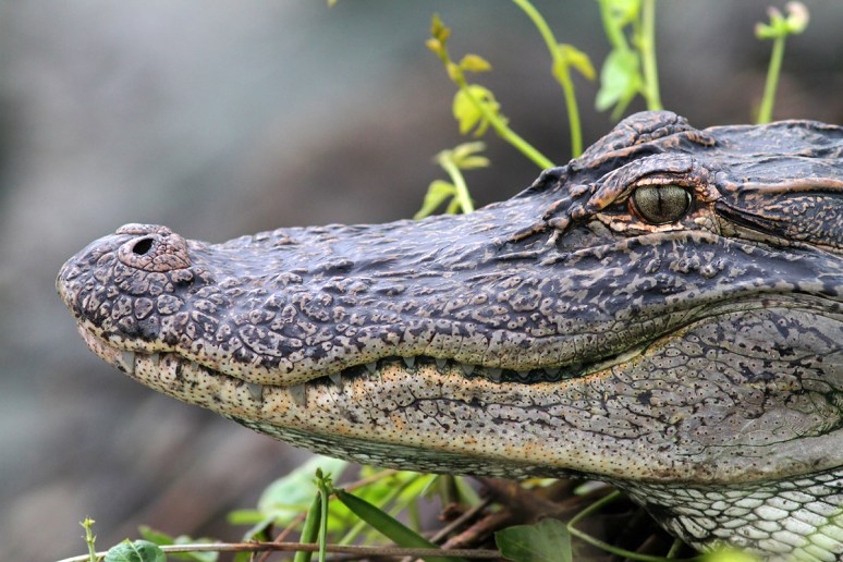 Morning in the Marsh