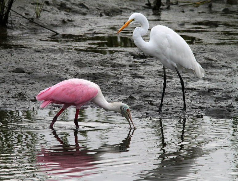 Morning in the Marsh