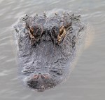 Morning in the&nbsp;Marsh