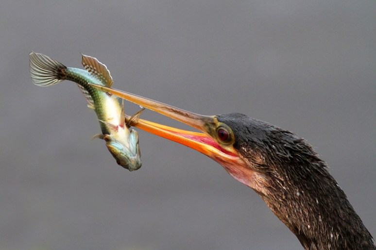 Morning in the Marsh
