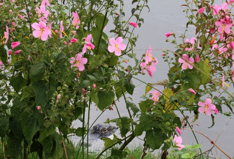 Morning in the Marsh