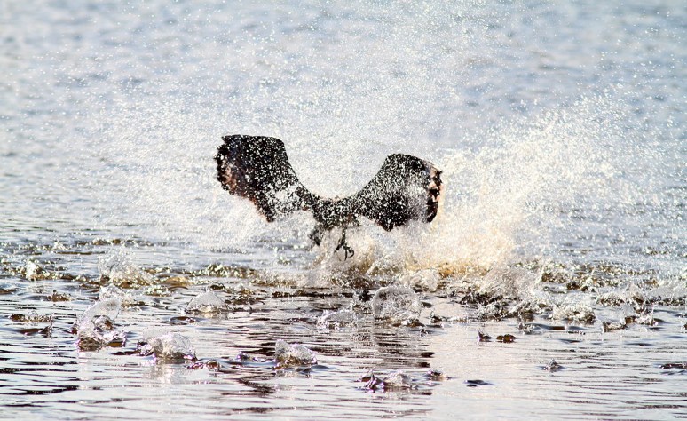 Osprey Splashes Up A Fish 