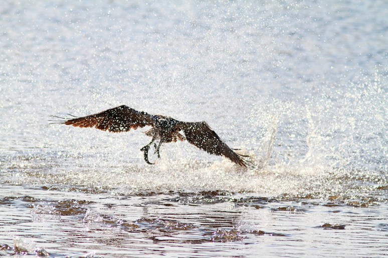 Osprey Splashes Up A Fish 