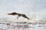 Osprey Splashes Up A&nbsp;Fish
