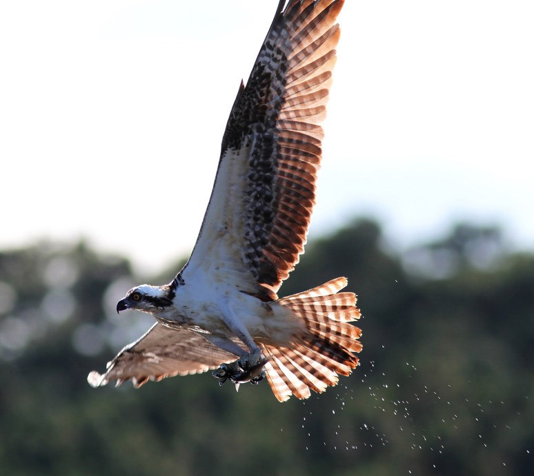 Osprey Splashes Up A Fish 