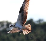Osprey Splashes Up A&nbsp;Fish