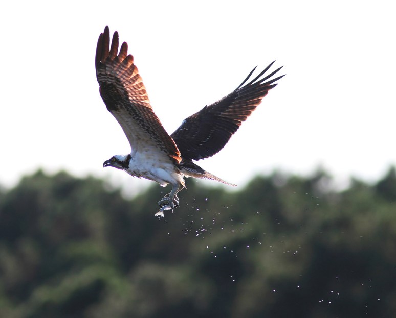 Osprey Splashes Up A Fish 