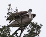 Pelican Up A&nbsp;Tree