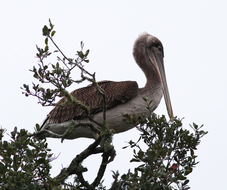 Pelican Up A Tree 