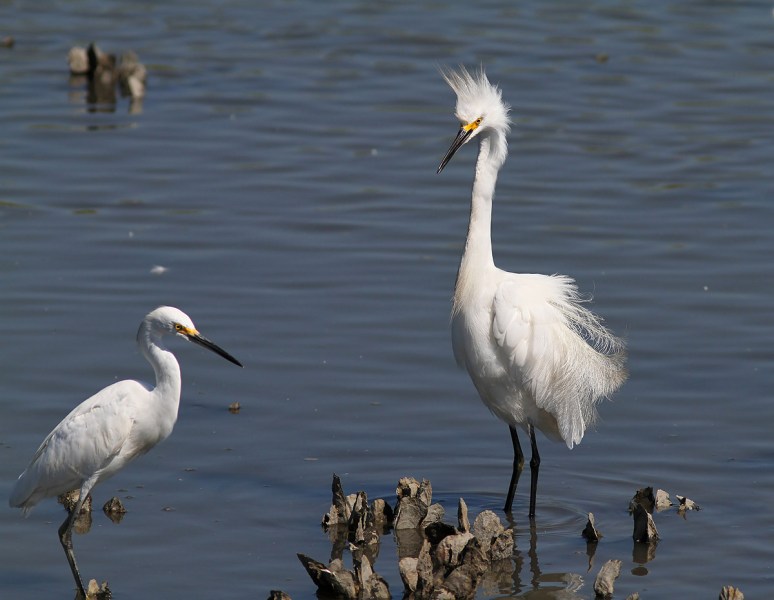 Snowy Fight in the Salt Marsh 