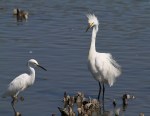 Snowy Fight in the Salt&nbsp;Marsh