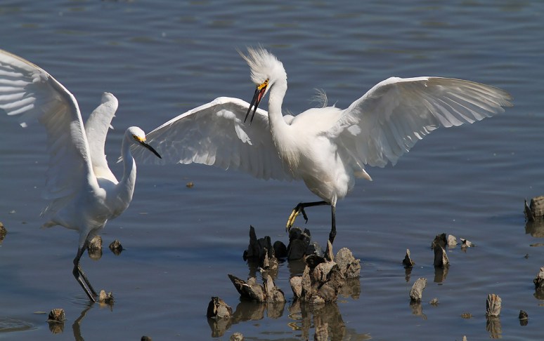 Snowy Fight in the Salt Marsh 