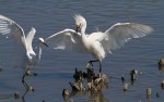 Snowy Fight in the Salt&nbsp;Marsh