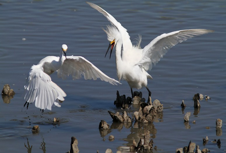 Snowy Fight in the Salt Marsh 
