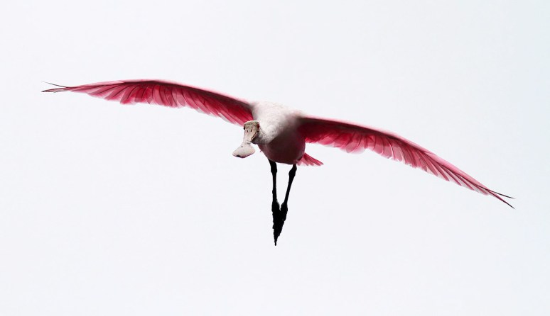 Spoonbill Against Grey Sky 