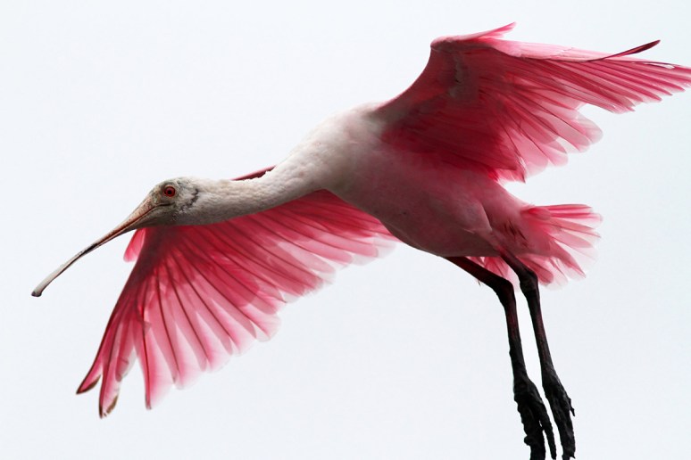 Spoonbill Against Grey Sky 