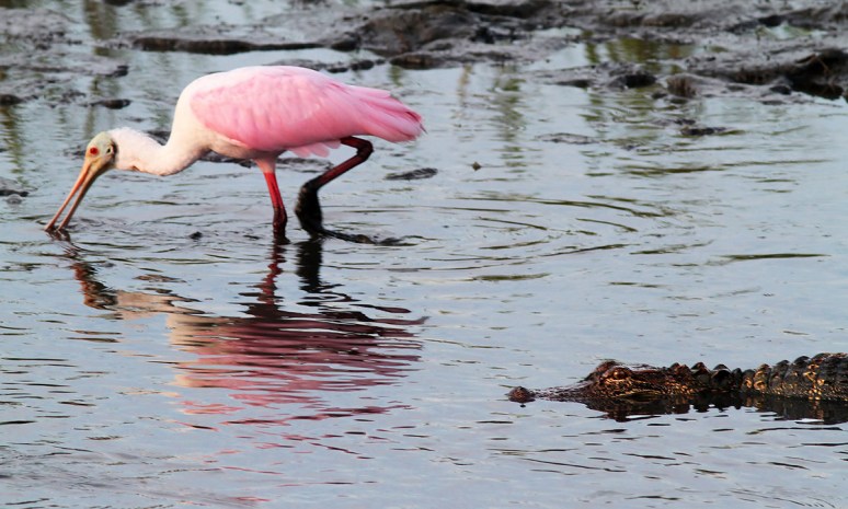 Spoonbill and Alligator in Salt Marsh 