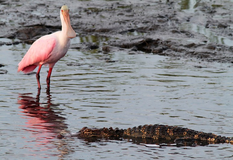 Spoonbill and Alligator in Salt Marsh 