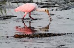 Spoonbill and Alligator in Salt&nbsp;Marsh