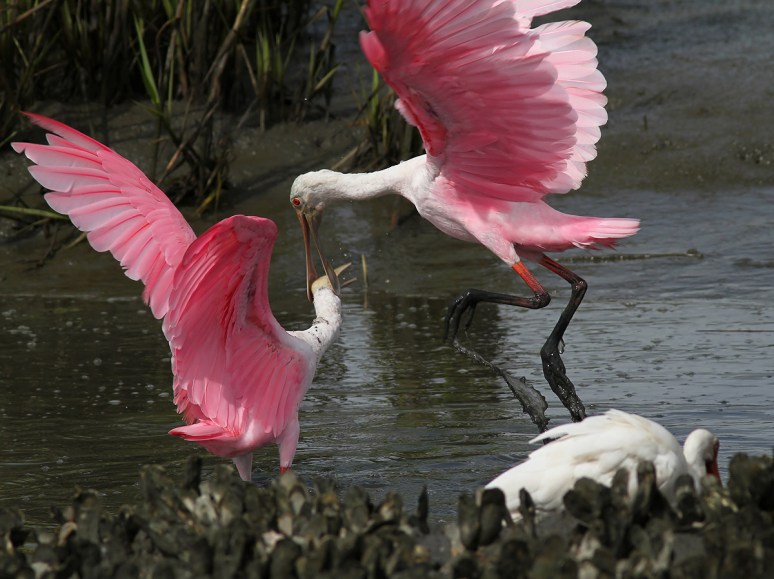 Spoonbill Battle in the Salt Marsh 
