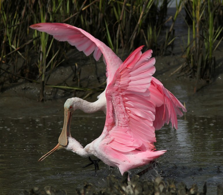 Spoonbill Battle in the Salt Marsh 