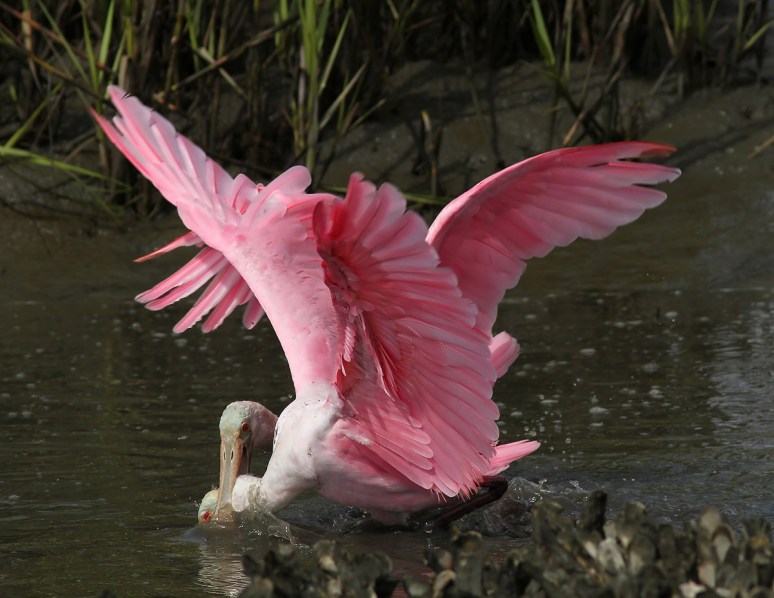 Spoonbill Battle in the Salt Marsh 