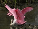 Spoonbill Battle in the Salt&nbsp;Marsh