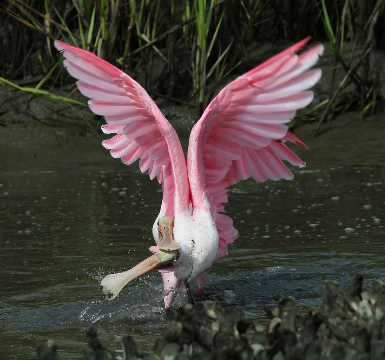 Spoonbill Battle in the Salt Marsh 