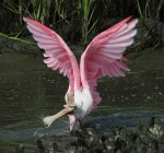 Spoonbill Battle in the Salt&nbsp;Marsh