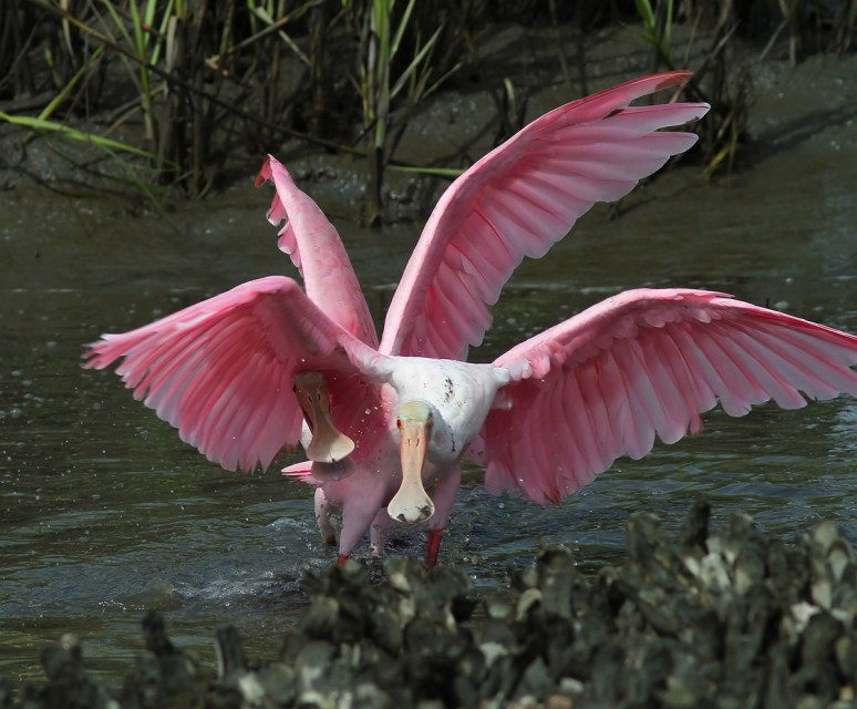 Spoonbill Battle in the Salt Marsh 