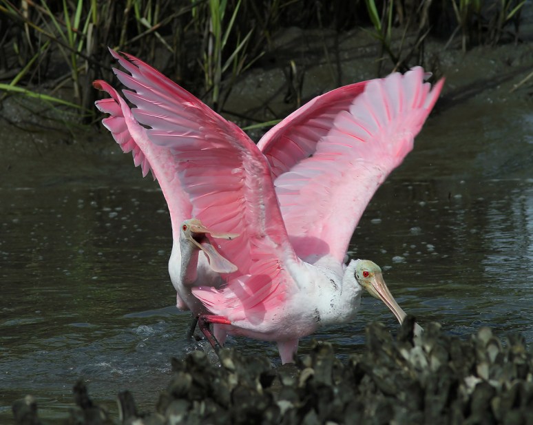 Spoonbill Battle in the Salt Marsh 