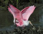 Spoonbill Battle in the Salt&nbsp;Marsh