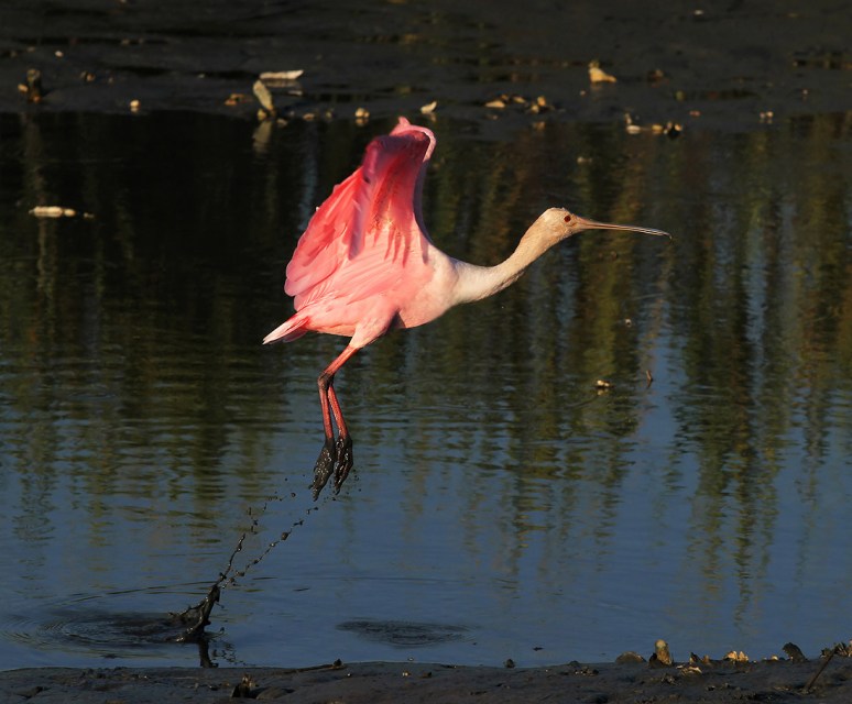 Spoonbill Jump and Fly