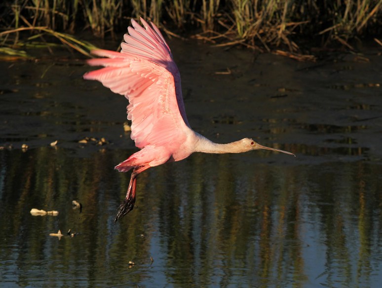 Spoonbill Jump and Fly