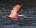 Spoonbill Jump and&nbsp;Fly