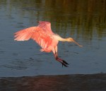 Spoonbill Jump and&nbsp;Fly