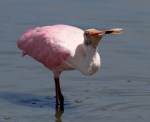 Spoonbill Loses Fish