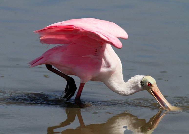 Spoonbill Loses Fish 