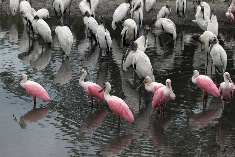 Spoonbill Wood Stork Crowd Explodes 