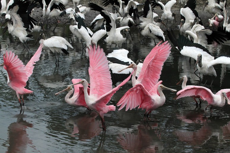 Spoonbill Wood Stork Crowd Explodes 