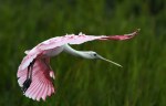 Spoonbills in the Salt Marsh&nbsp;Afternoon