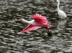 Spoonbills in the Salt Marsh&nbsp;Afternoon