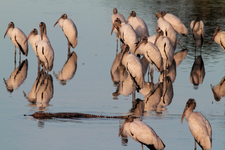 Alligator Glides by Wood Storks
