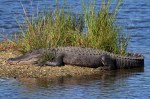 Alligator Morning Nap in the&nbsp;Sun