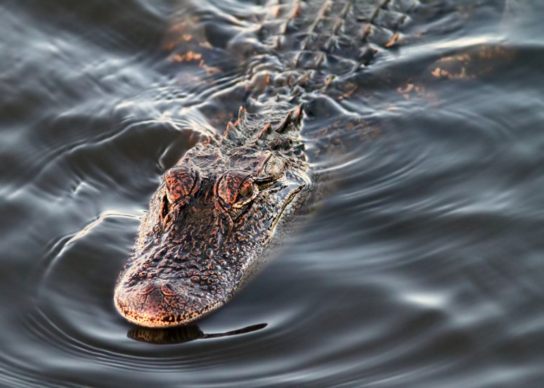 Alligator Smiling 