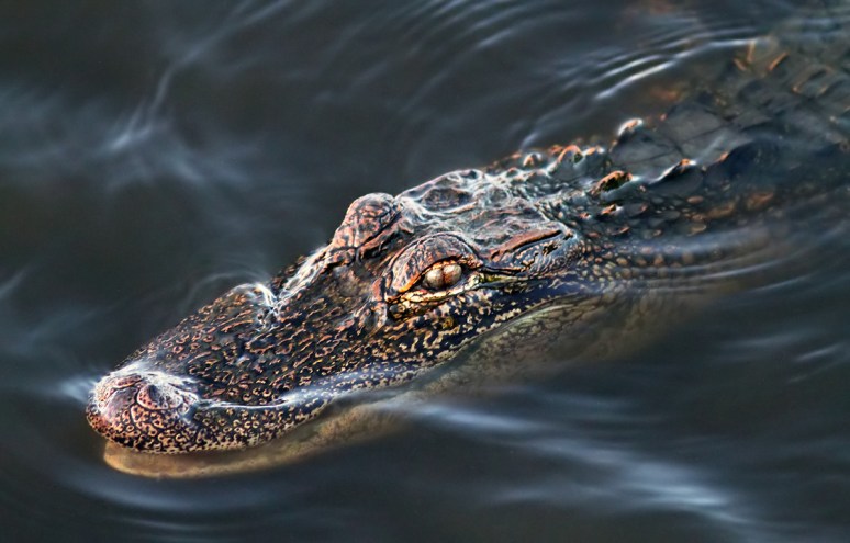Alligator Smiling 