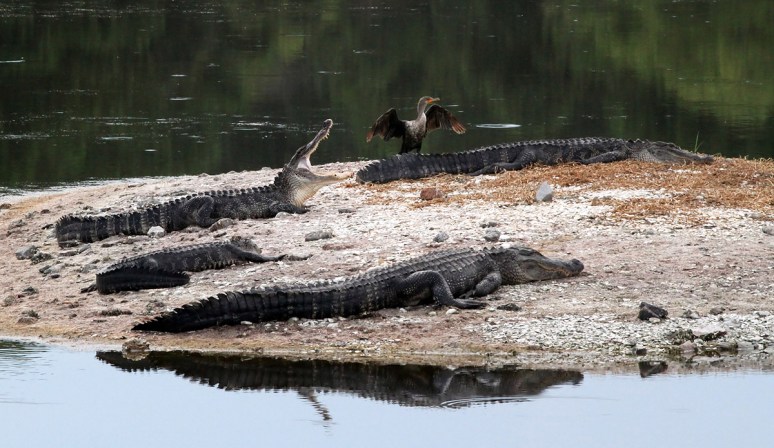 Cormorant with Alligator Group