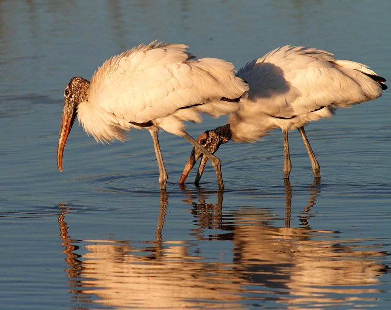 Cuddling Wood Stork Pair 