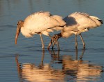 Cuddling Wood Stork&nbsp;Pair